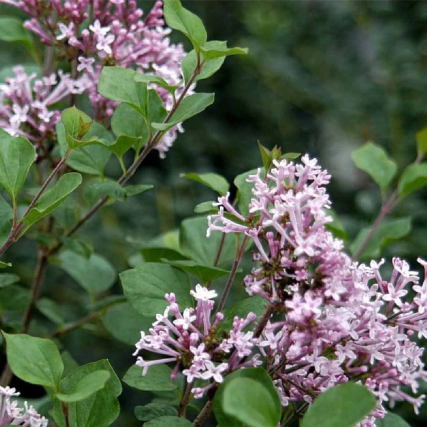 Syringa 'Meyeri Palibin' 1 Syringa 'Meyeri Palibin'