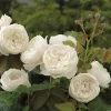 William & Catherine English Shrub Rose