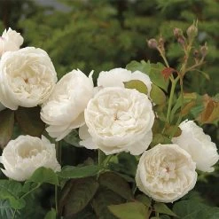 William & Catherine English Shrub Rose