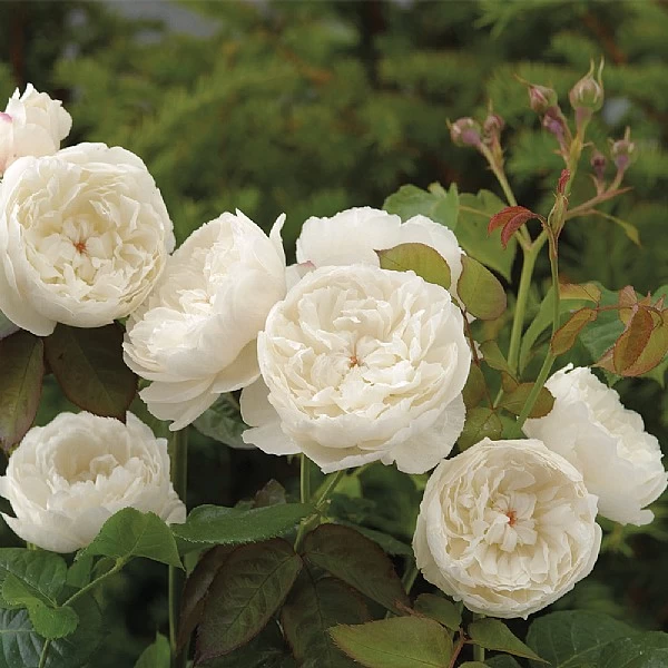 William & Catherine English Shrub Rose 1 William & Catherine English Shrub Rose