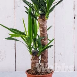 Garden Sphere Deals Store -Garden Sphere Deals Store YUCCATREE 1